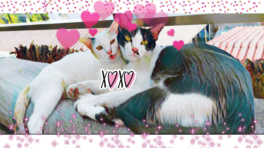 Cat Love #1