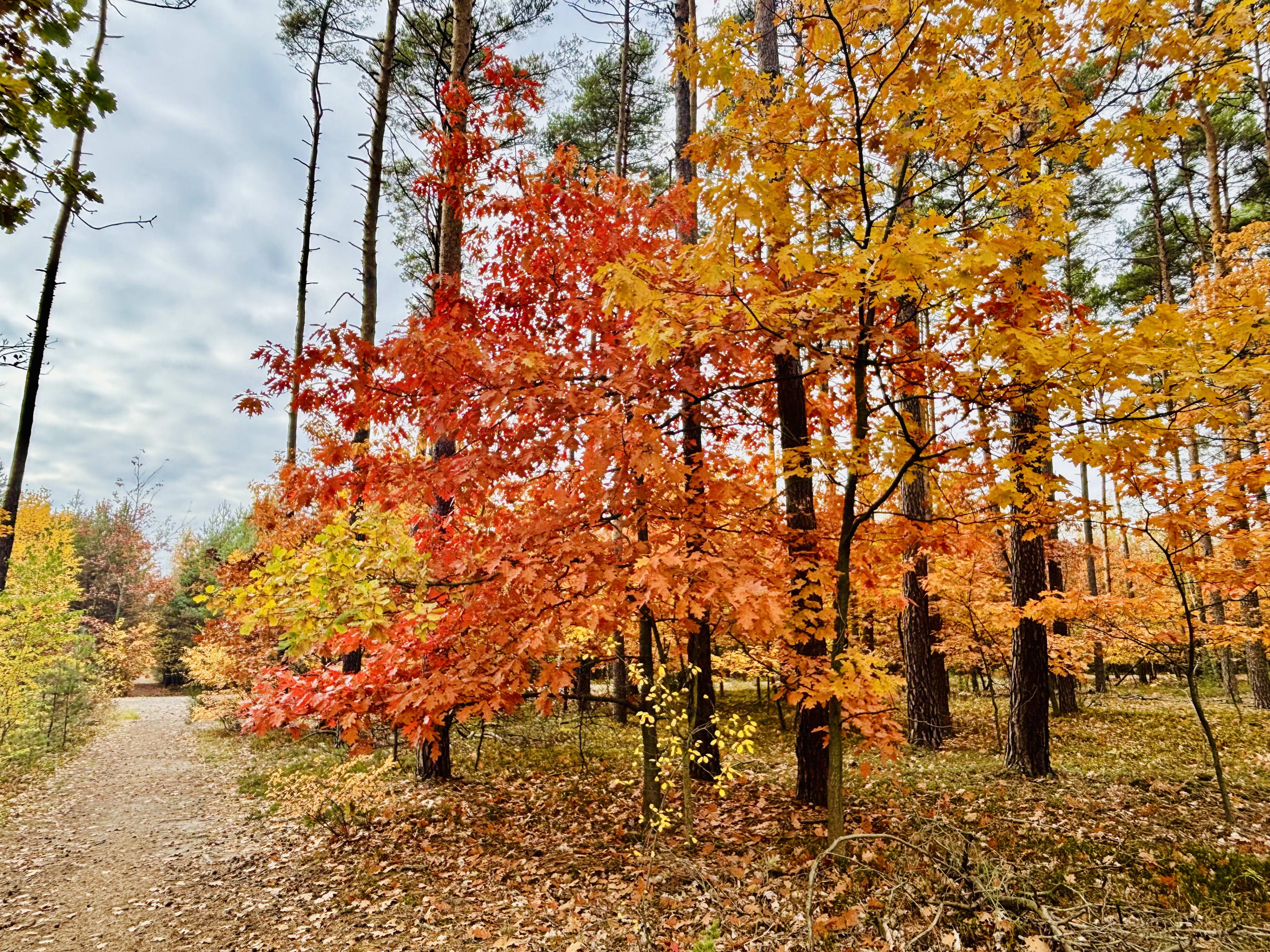 Autumn Poland #1