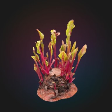 Aquatic Plant
