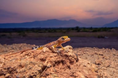 Niligiri Dwarf Gecko 