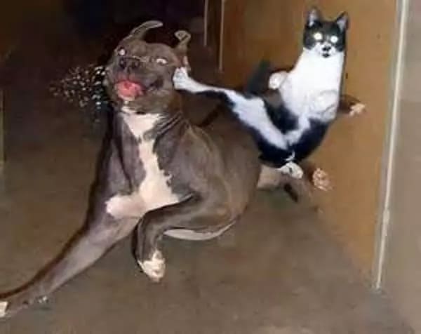 kungfu cat #1