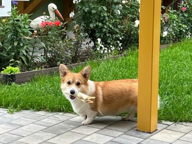 Chelsea Corgy