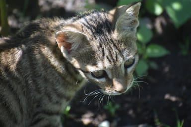 Basecat