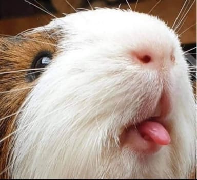 Hamster
