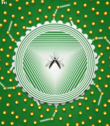 Fly Shines 