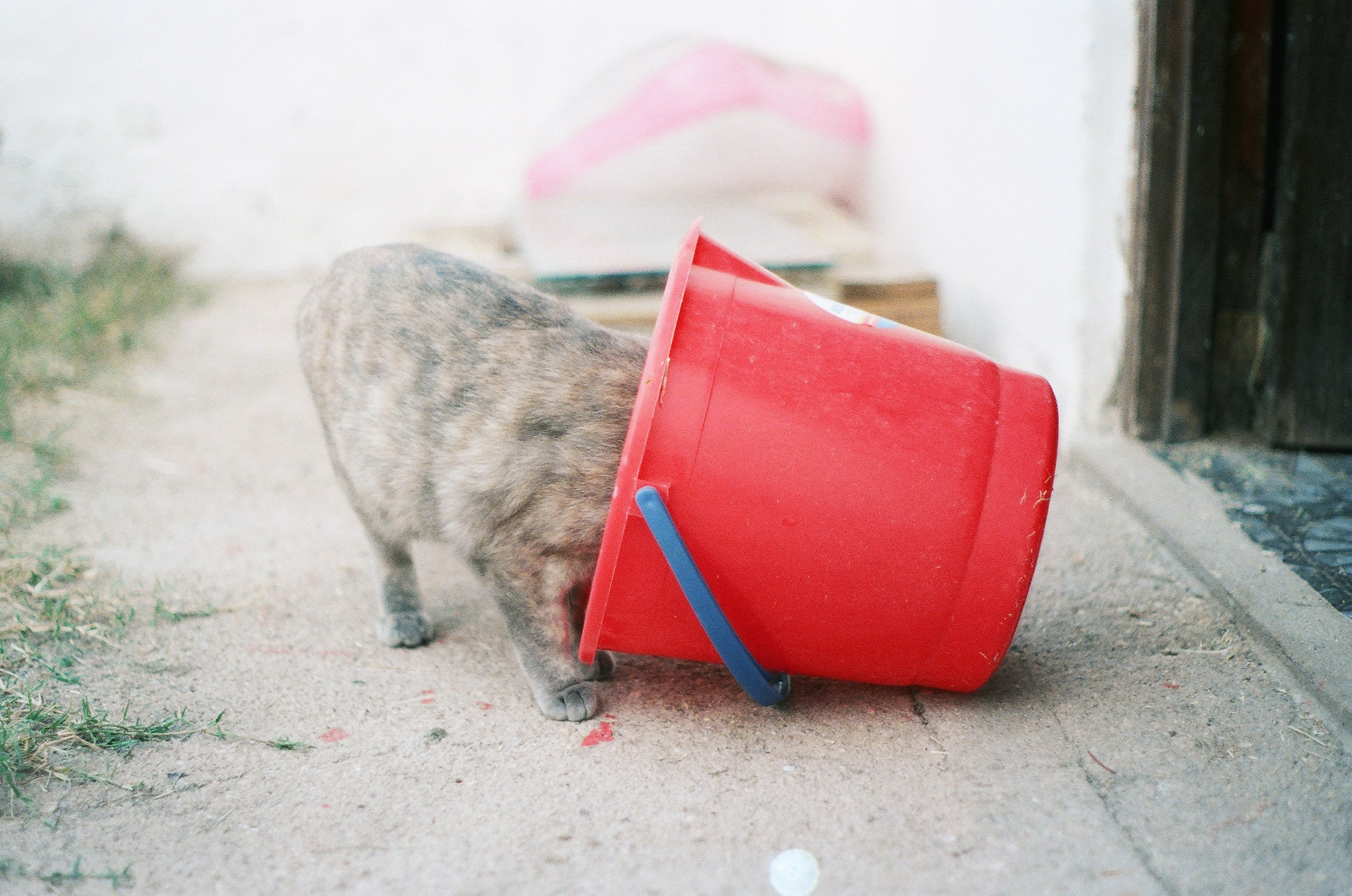 catnip hunter