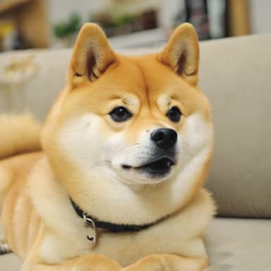 Dogofy