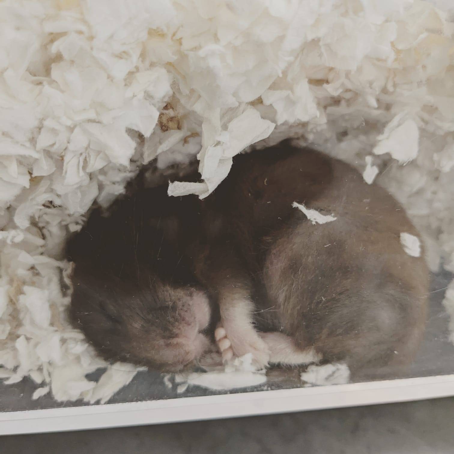 Goodnight Little One