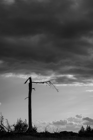 DarkWood 26
