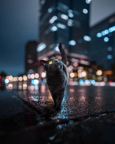 City Cat