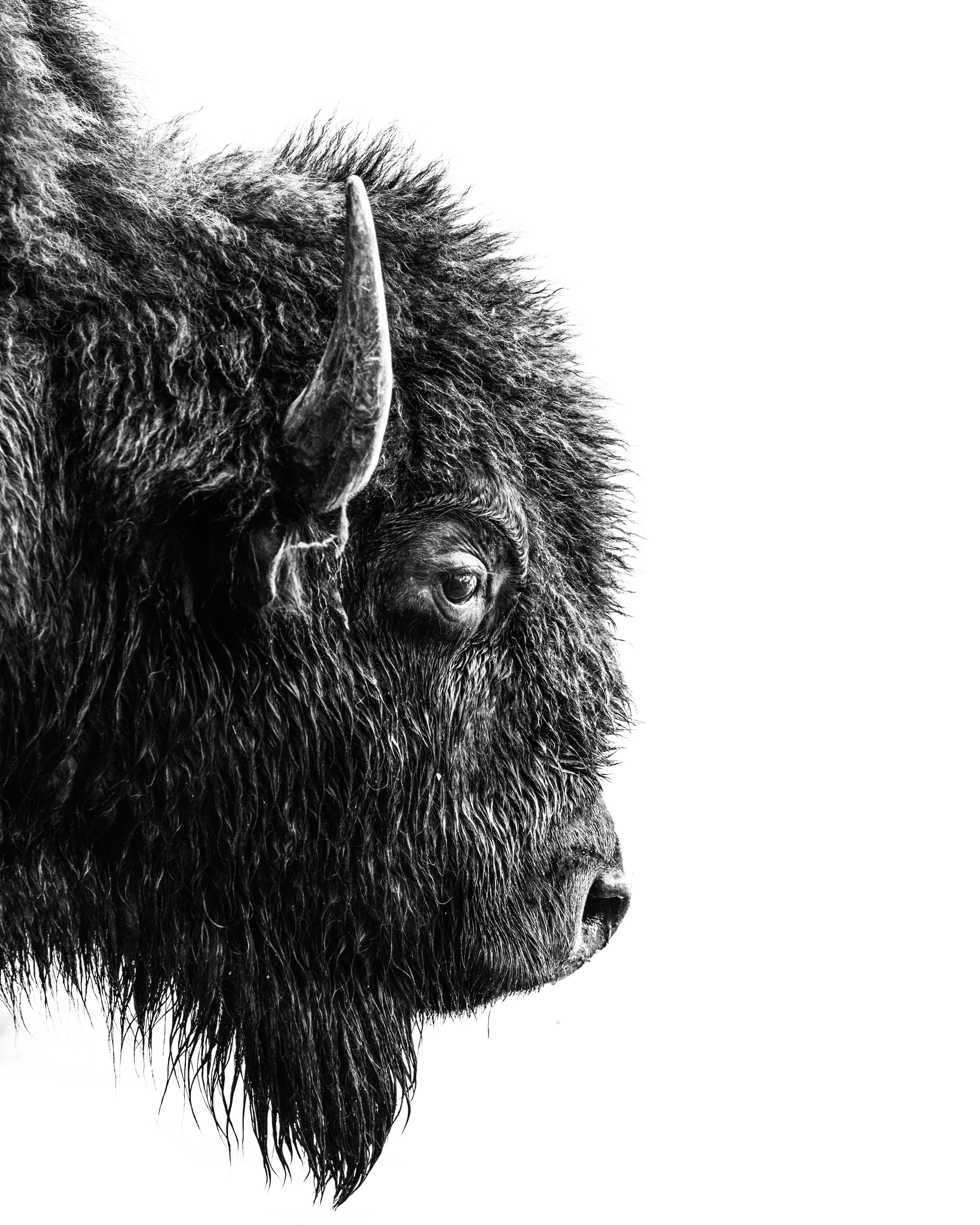 Where The Buffalo Roam