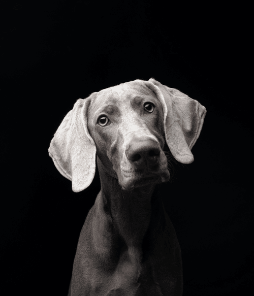 Weimaraner #DA083