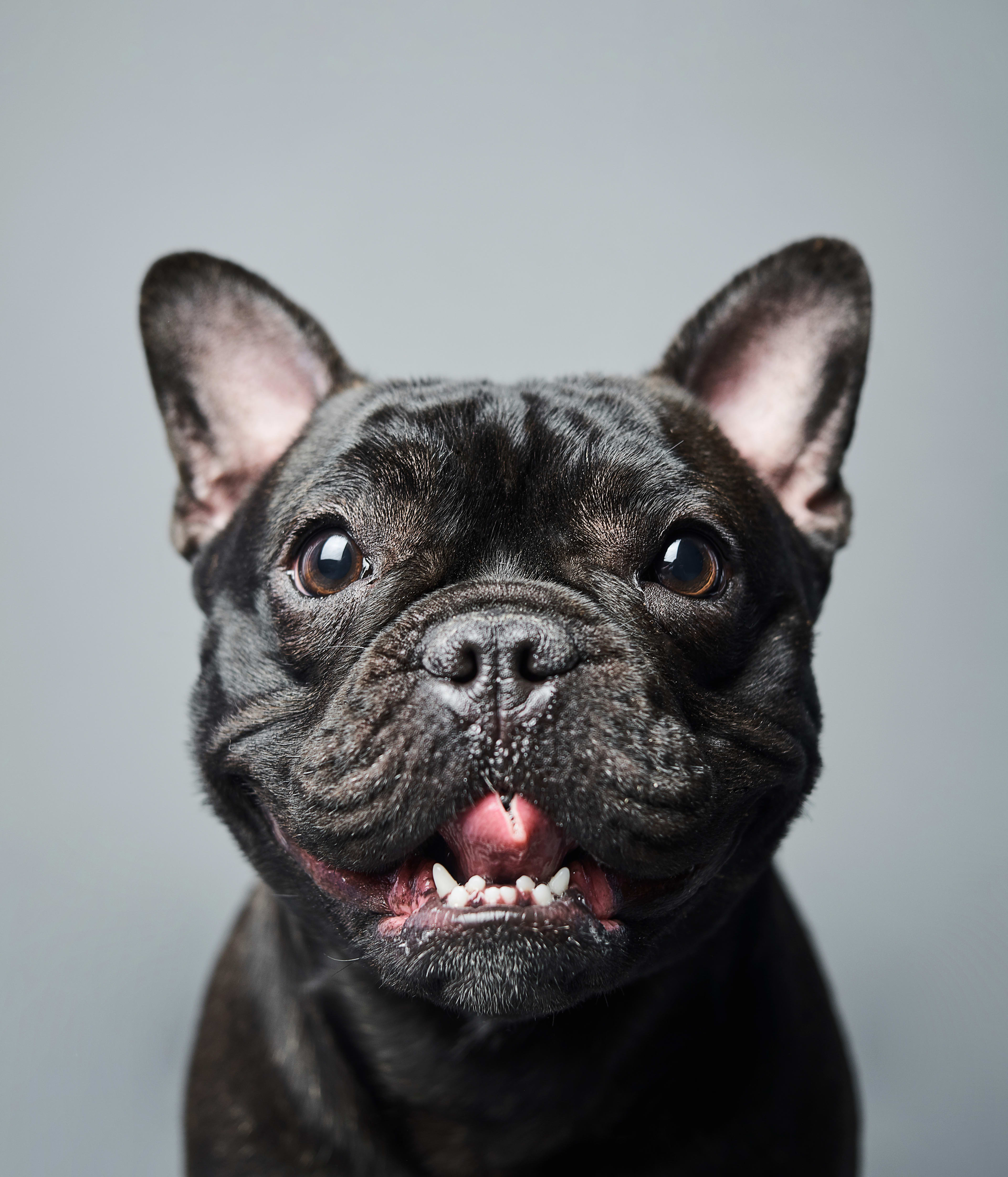 French Bulldog #DA165