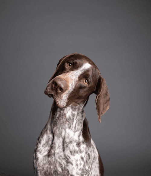 German Shorthaired Pointer #DA188