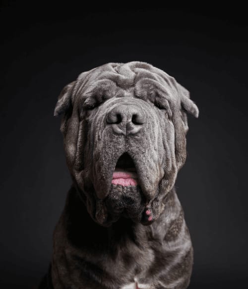 Neapolitan Mastiff #DA211