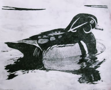 Tom's Wood Duck