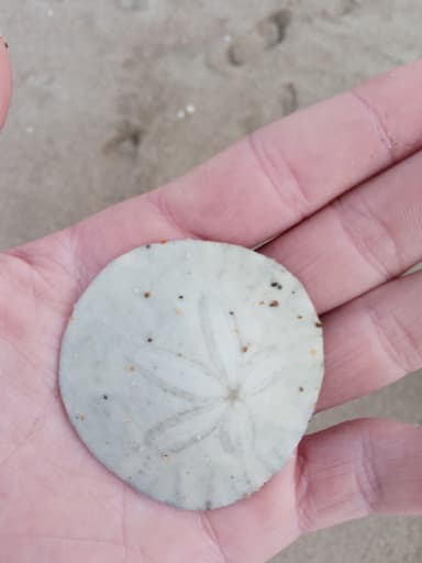 Sand Dollar