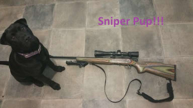 Sniper Pup!!!