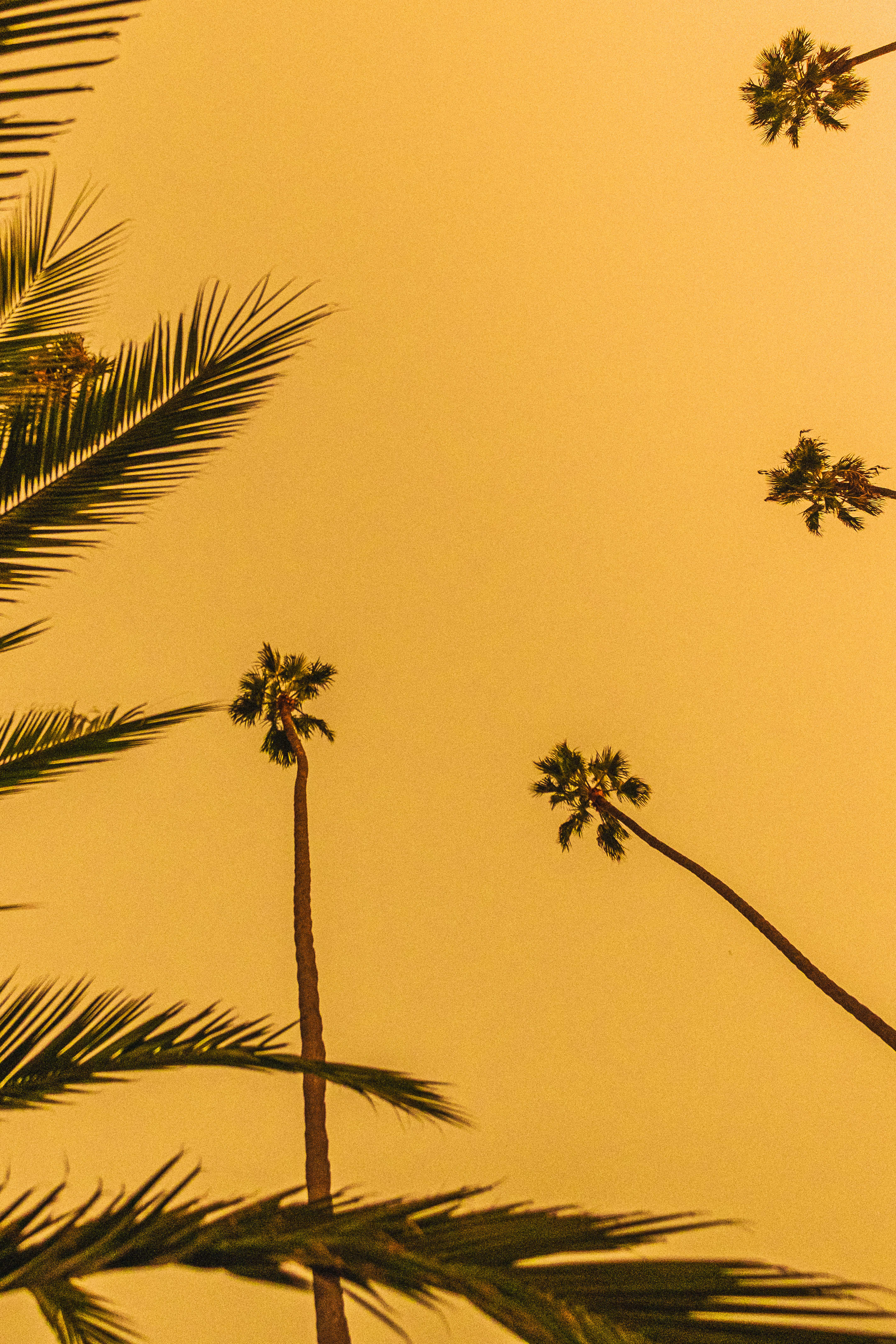 Will Nichols 'Golden Palms' #191/205
