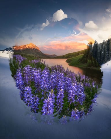 Solstice | Perennial