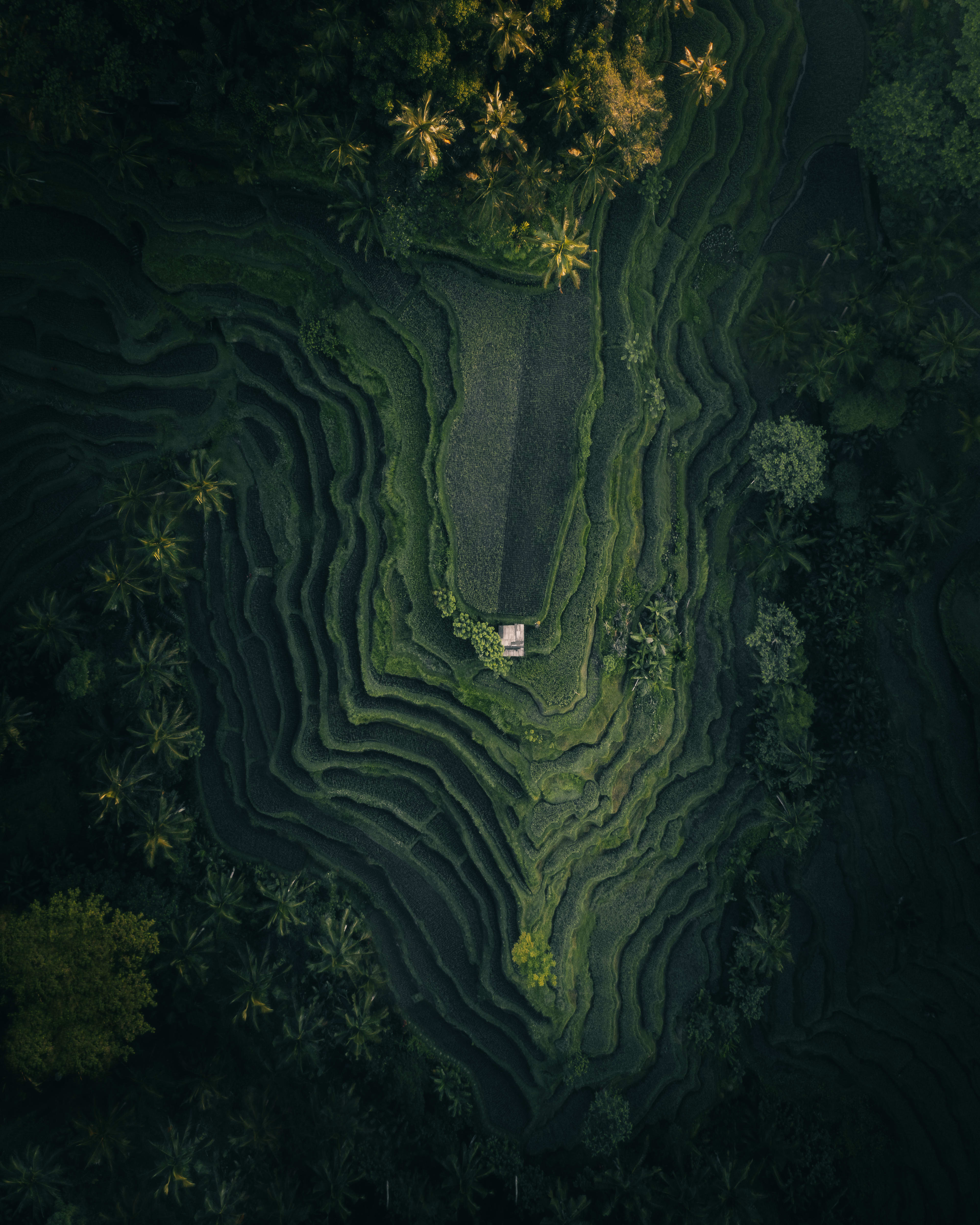 BALI
