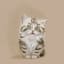A CatThat I Can't Have!