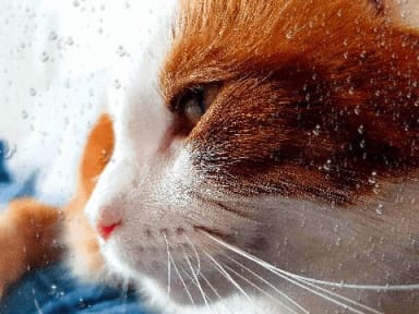 Rainy day cat