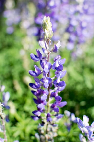 Lupine Blooms at Glacier National Park