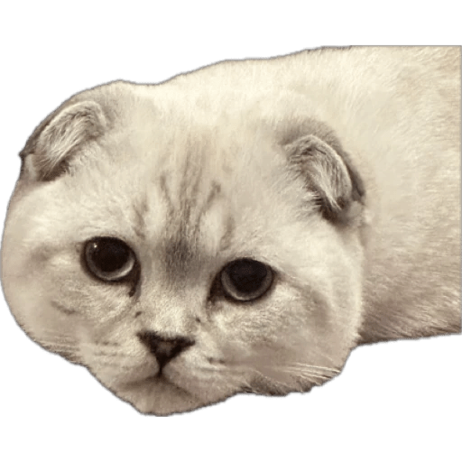 MYR