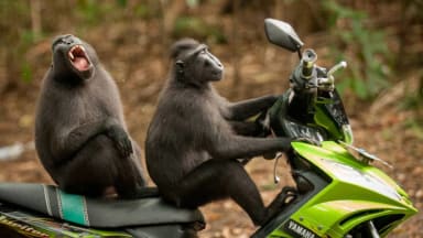 MONKEY