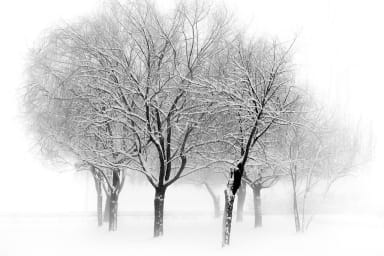 Snowy trees