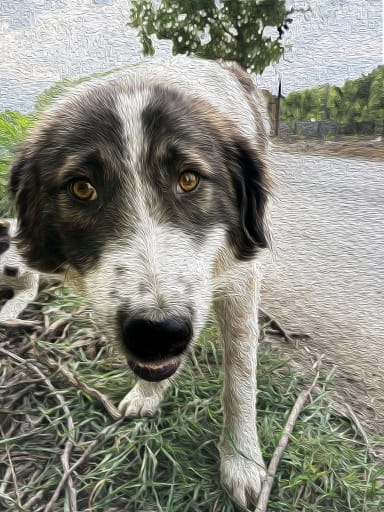 Hairy dog