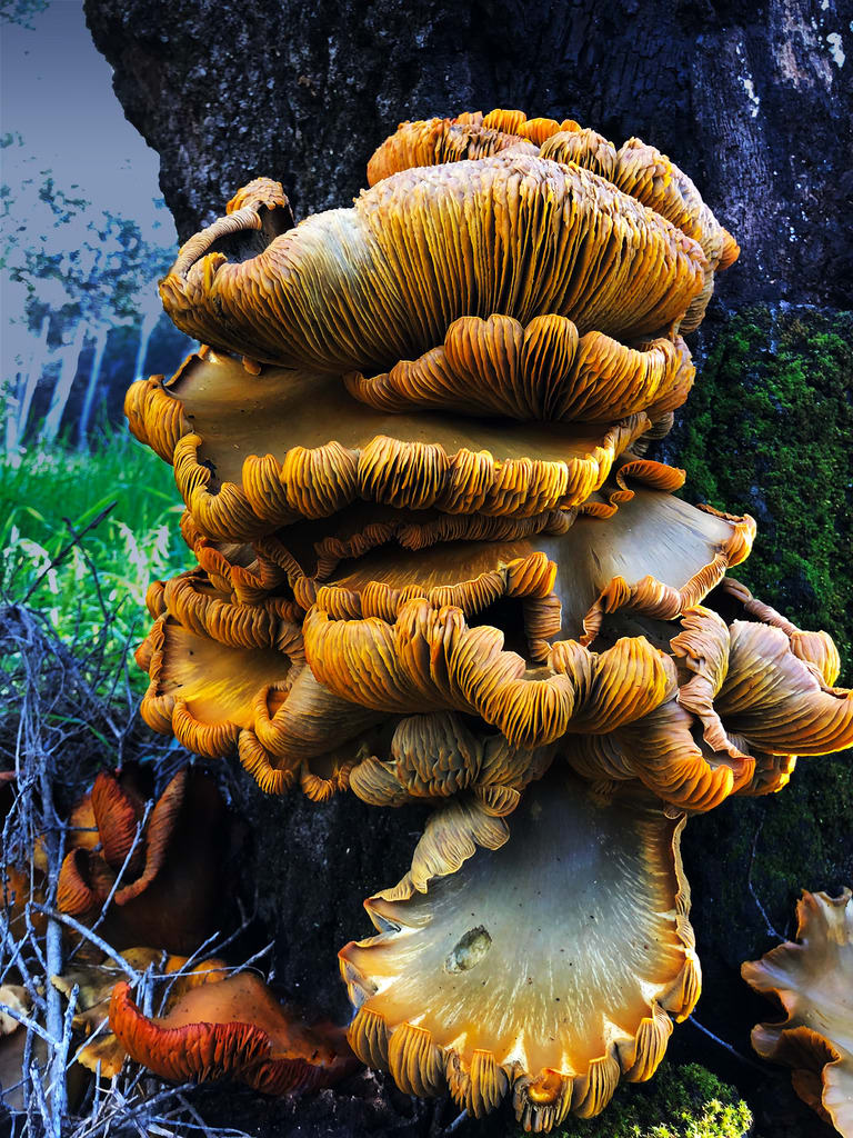 Omphalotus Illudens