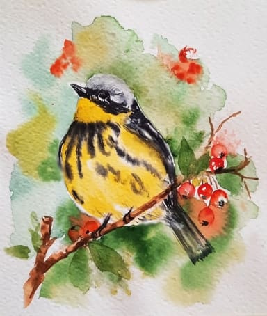 Magnolia warbler