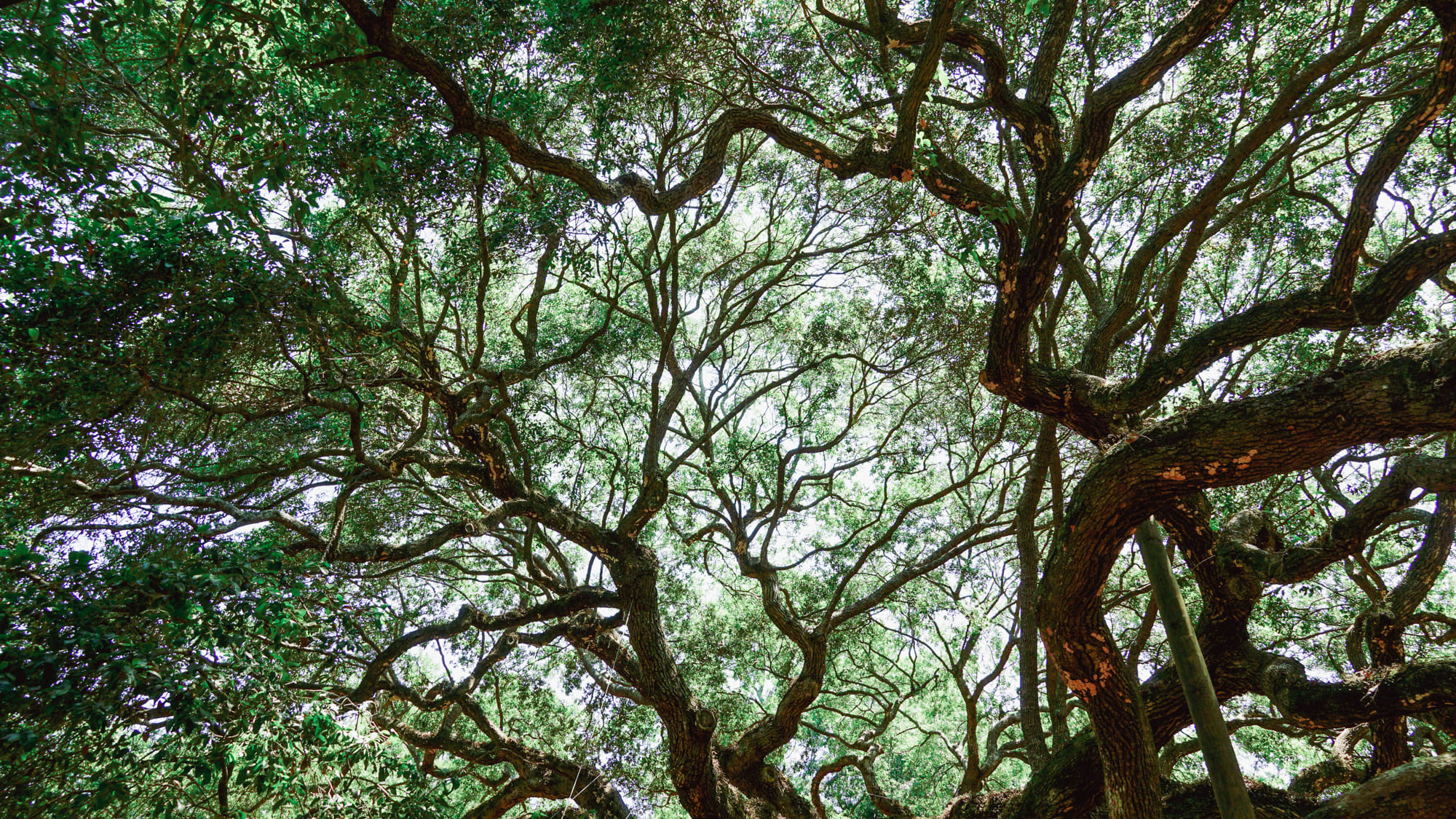 angel oak