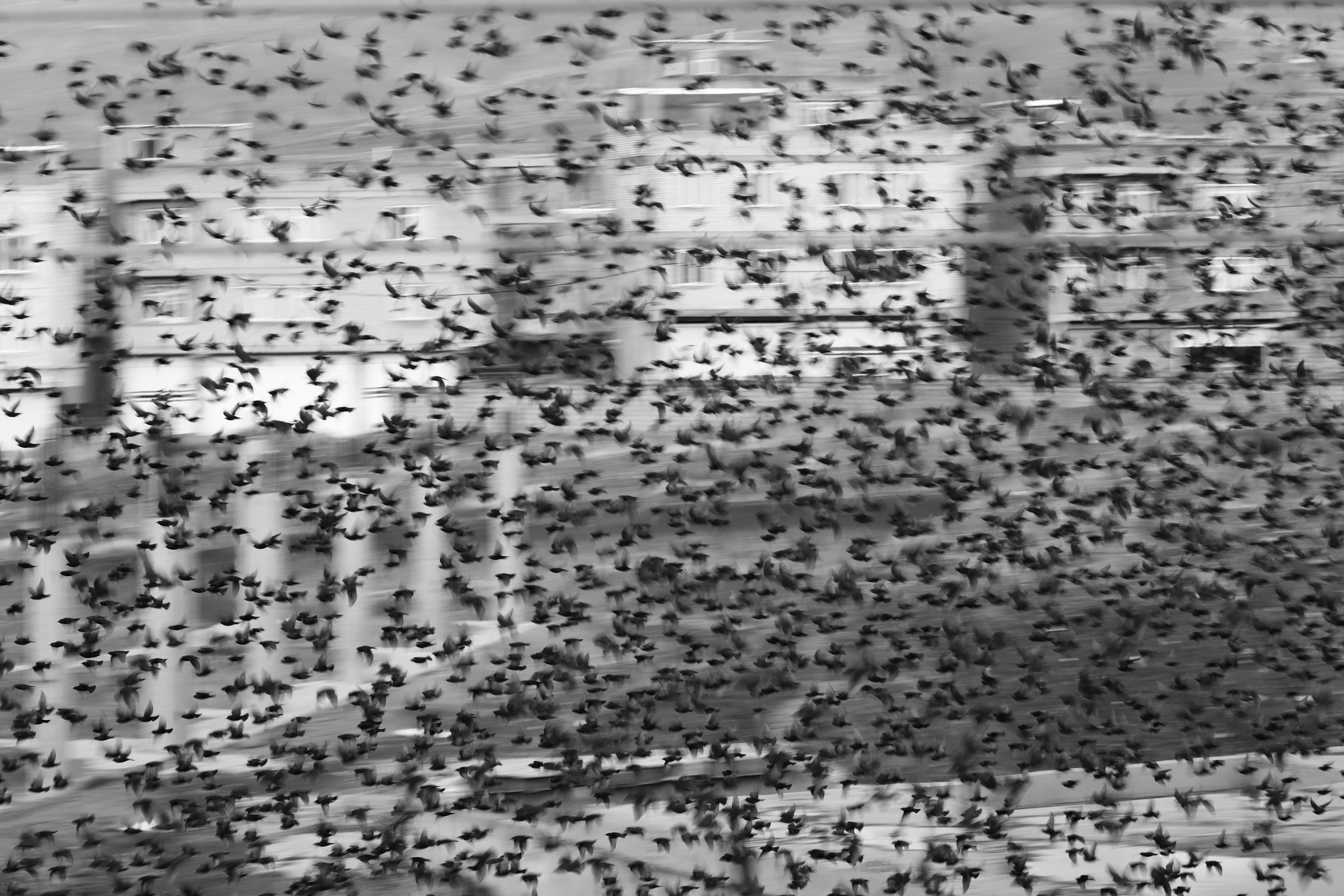 Flying in the city