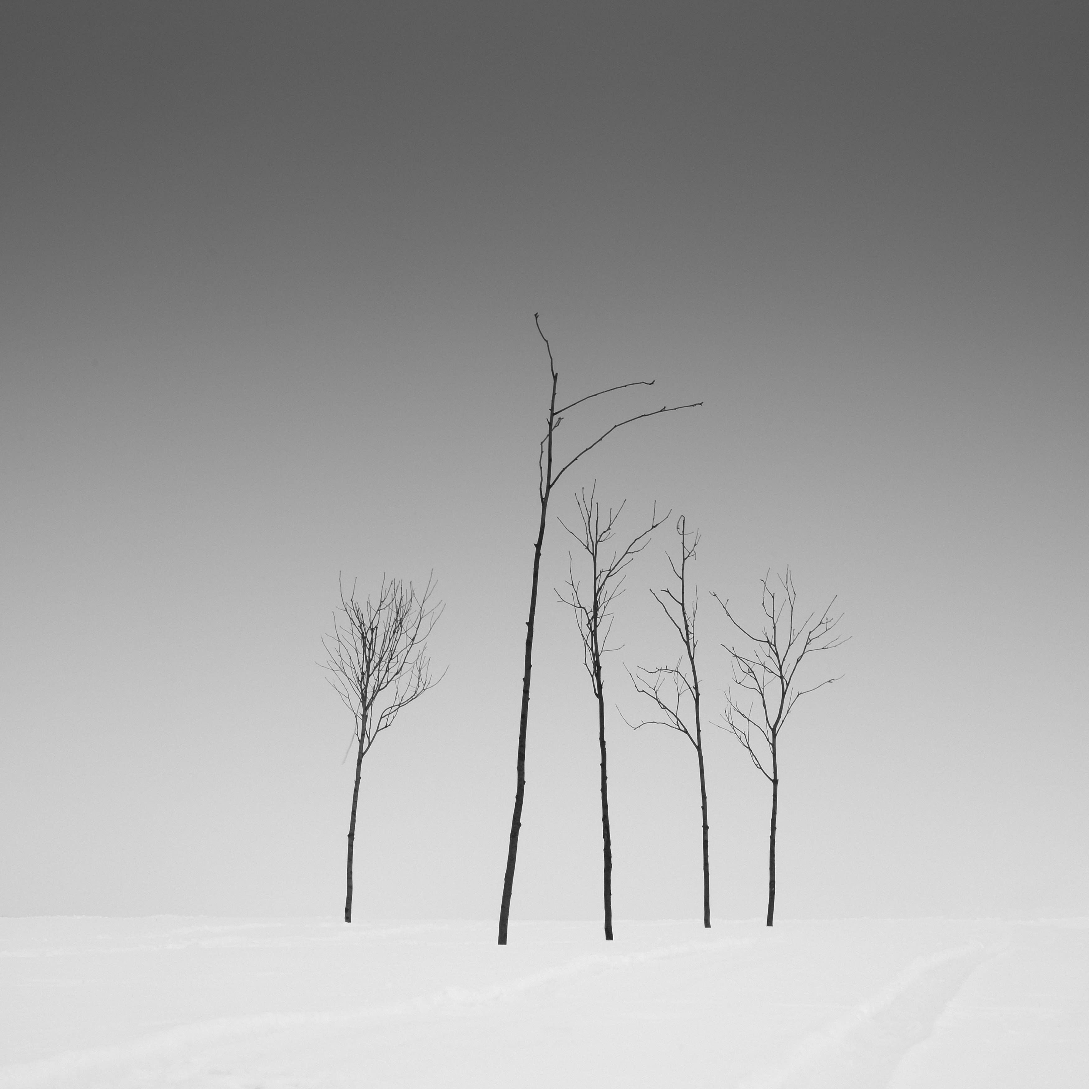 Five trees